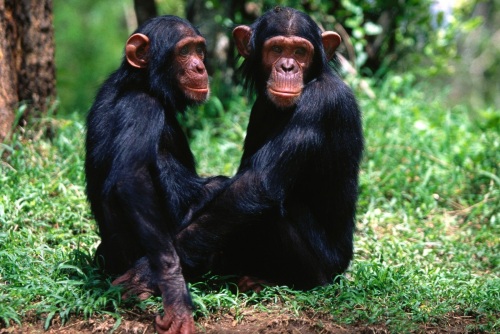 Дом престарелых шимпанзе
